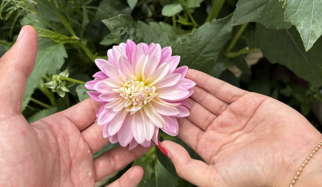 A pink dahlia held in two open hands